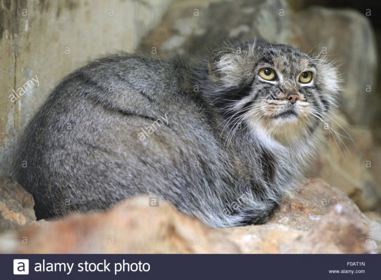 Манул помесь с домашней