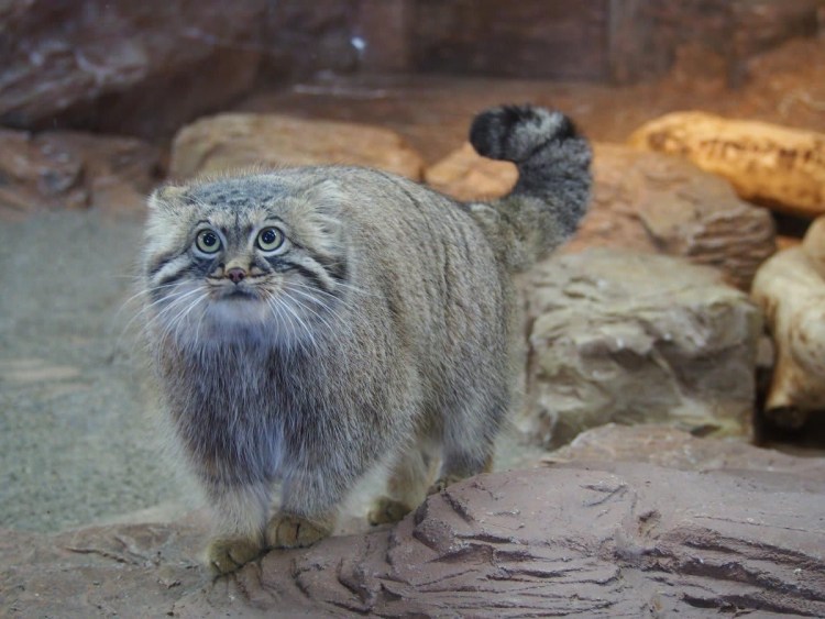 Тибетский Манул