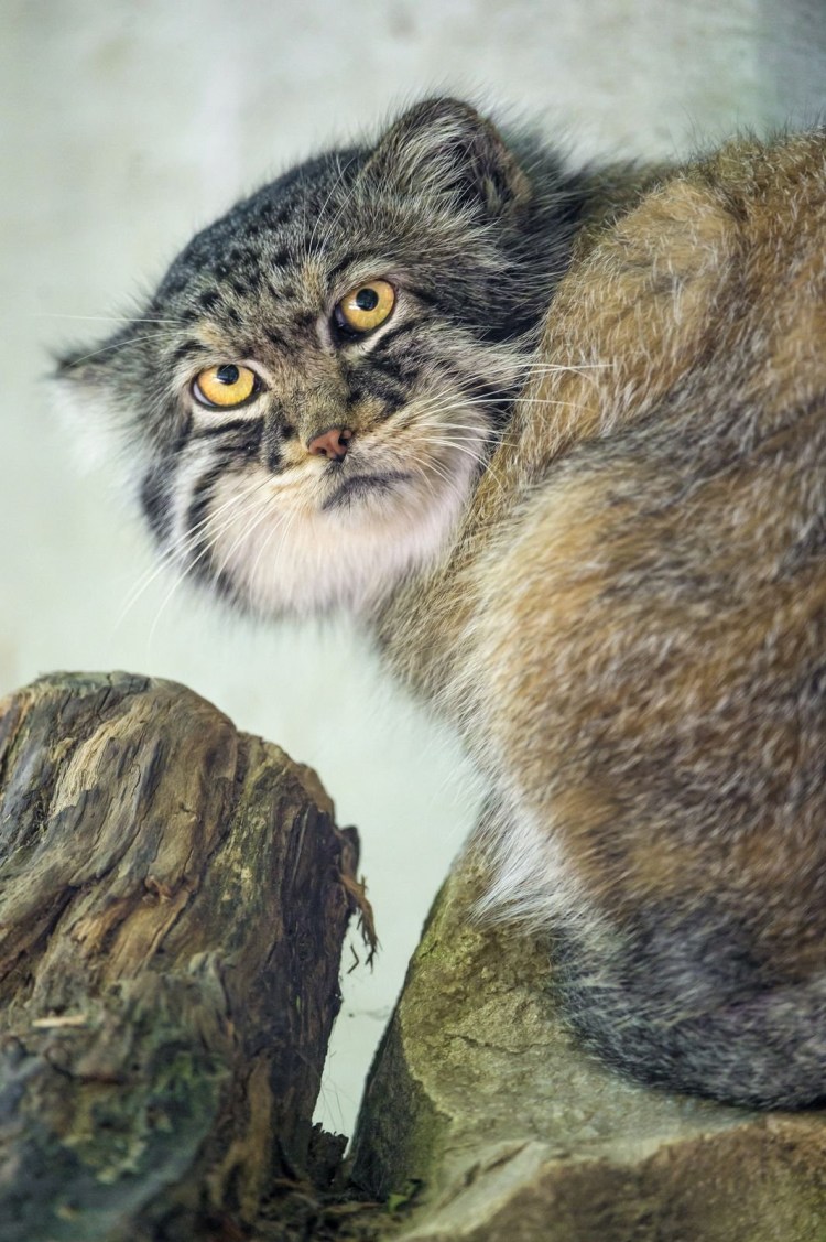 Большой кот Манул