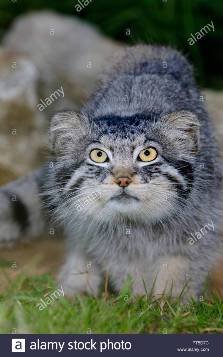 Камышовый кот Манул