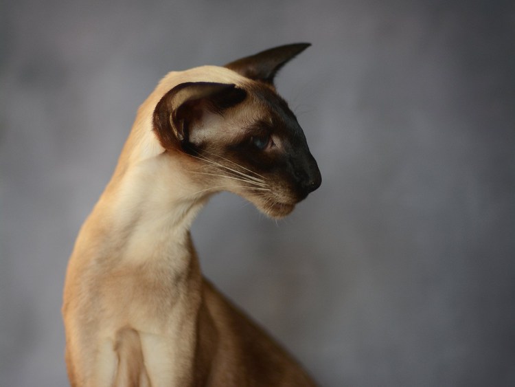 Сиамо-ориентальные кошки