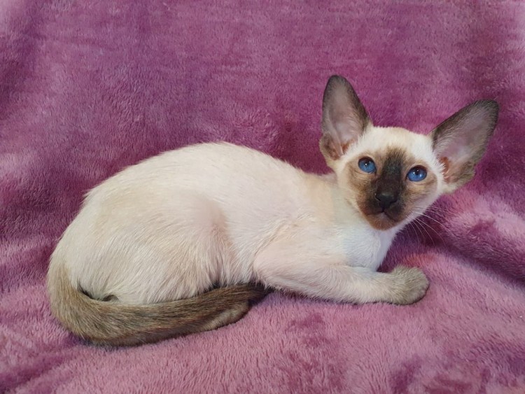 Сиамо-Ориентальная группа