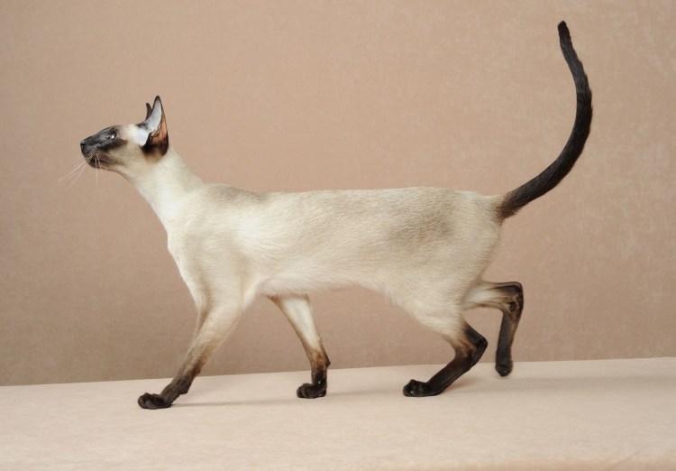 Тайская Ориентальная кошка