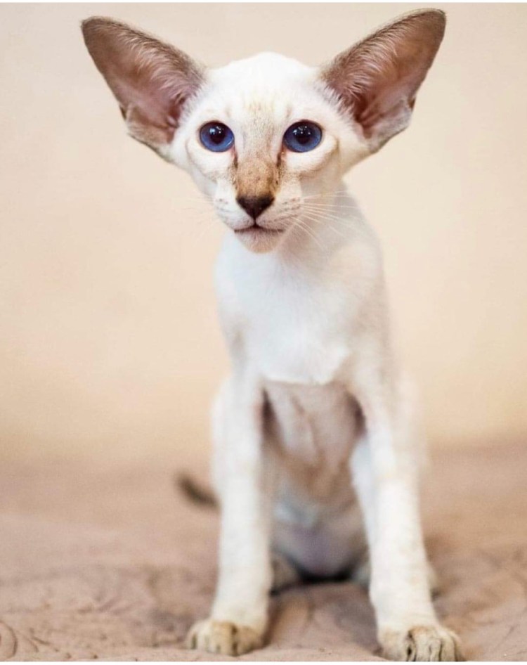 Оливка косая кошка