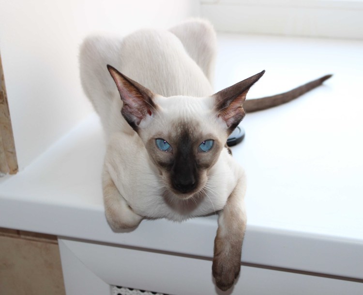 Сиамская Ориентальная короткошерстная