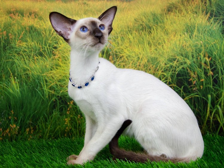 Сиамская Ориентальная кошка