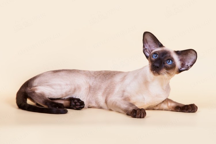 Порода кошки Ориентал Сиам