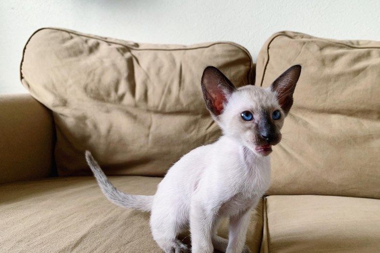 Сиамский ориентальный кот