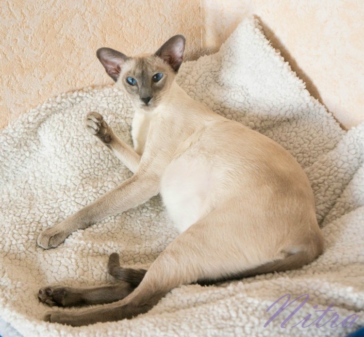 Балинезийская кошка Ориентал