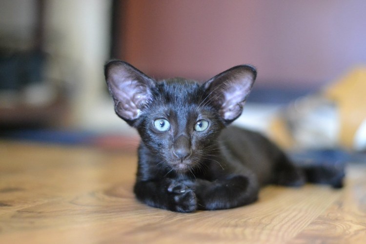 Кот Ориентал колор-Пойнт