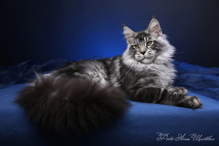 Красный мраморный Мейн кун