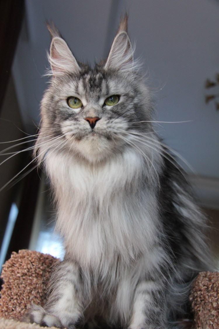 Красный мраморный Мейн кун