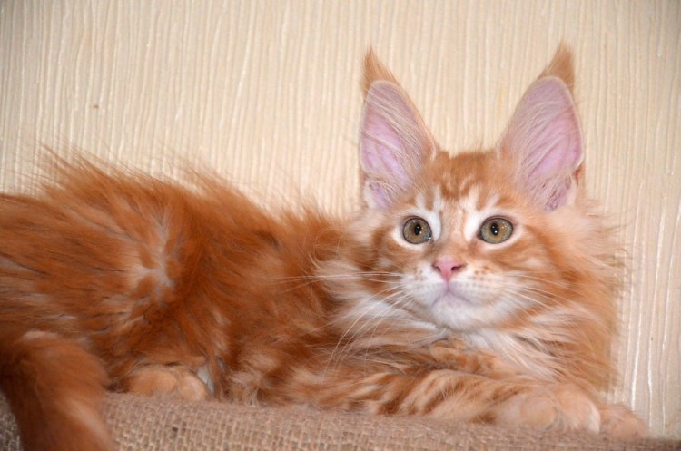 Мейн кун красный дым