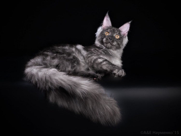 Красный мраморный Мейн кун