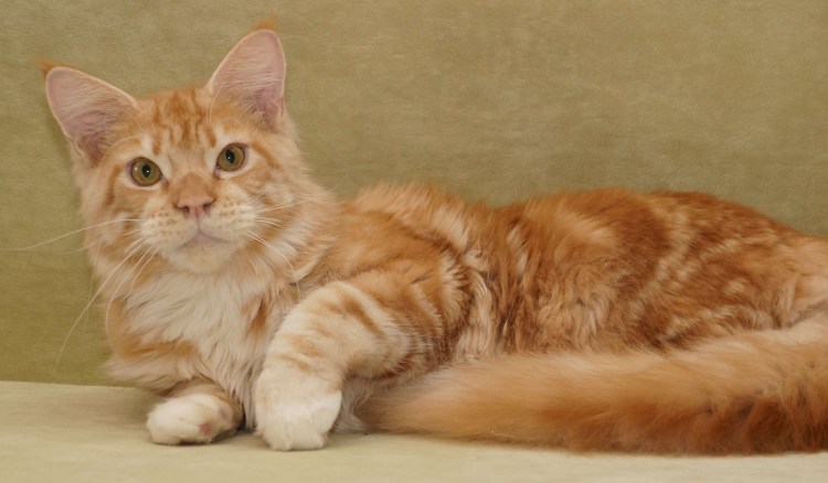 Кот Мейн кун кремовый