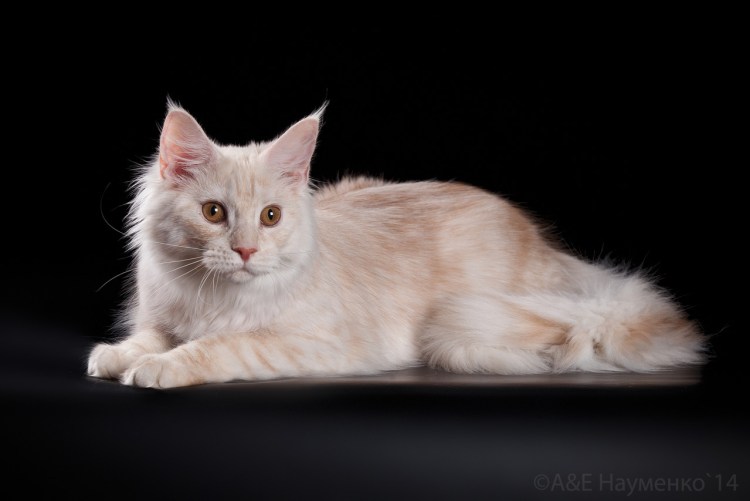 Мейн кун окрас красное серебро