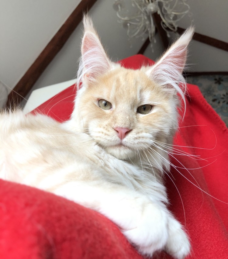 Мейн кун крем брюле