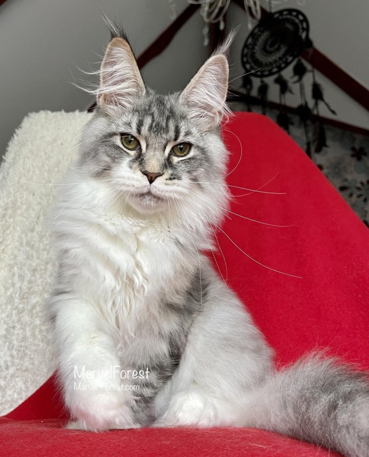 Кремовый серебряный мраморный Мейн кун