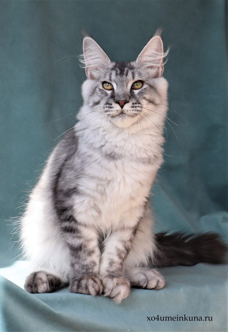 Красный мраморный Мейн кун