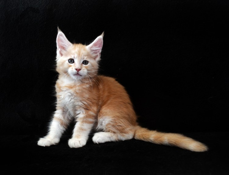 Красный мраморный Мейн кун