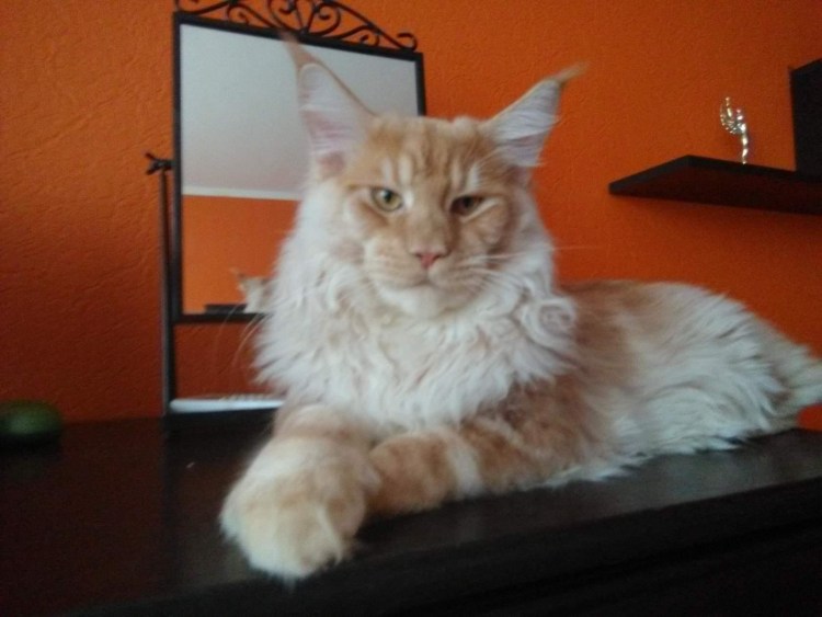 Мейн кун серебристый