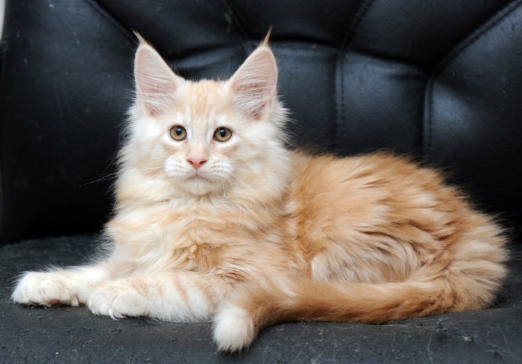 Мейн кун персиковый