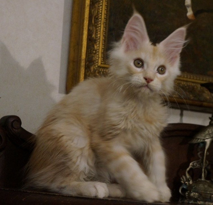 Красный мраморный Мейн кун