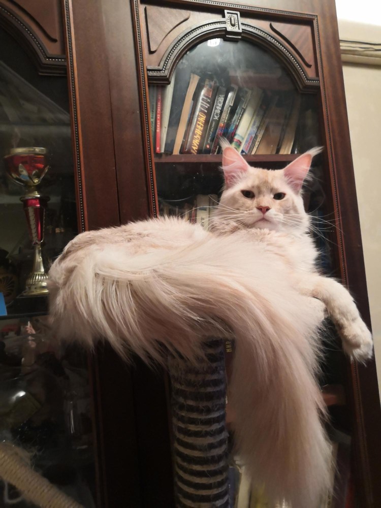 Королевский Мейн кун