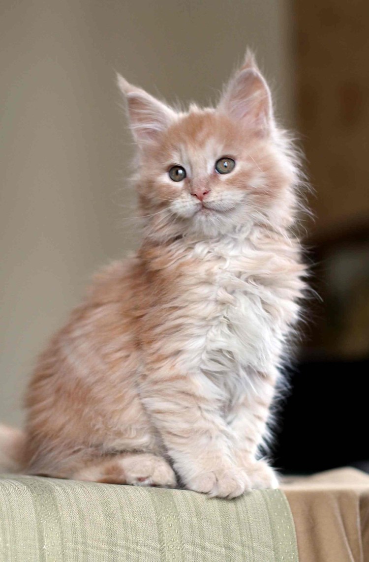 Окрас Мейн куна красный мрамор