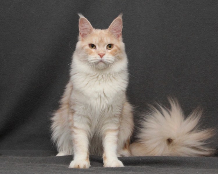 Мейн кун красный биколор