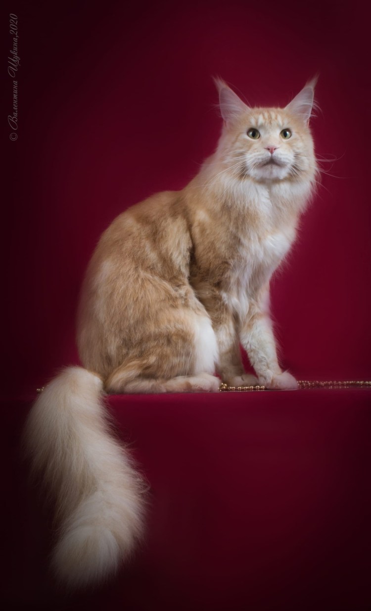 NS 22 окрас Мейн куна