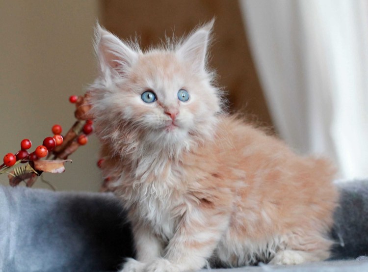 Мейн кун красный табби