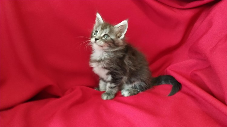 Мейн кун серебристый