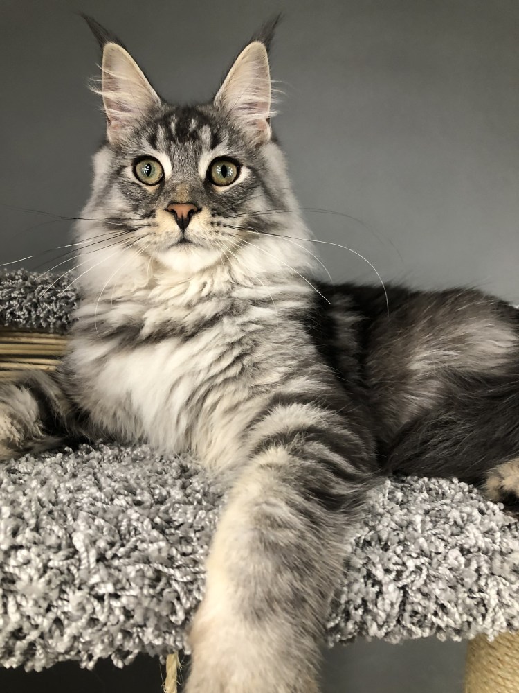 Окрас Мейн куна ds22