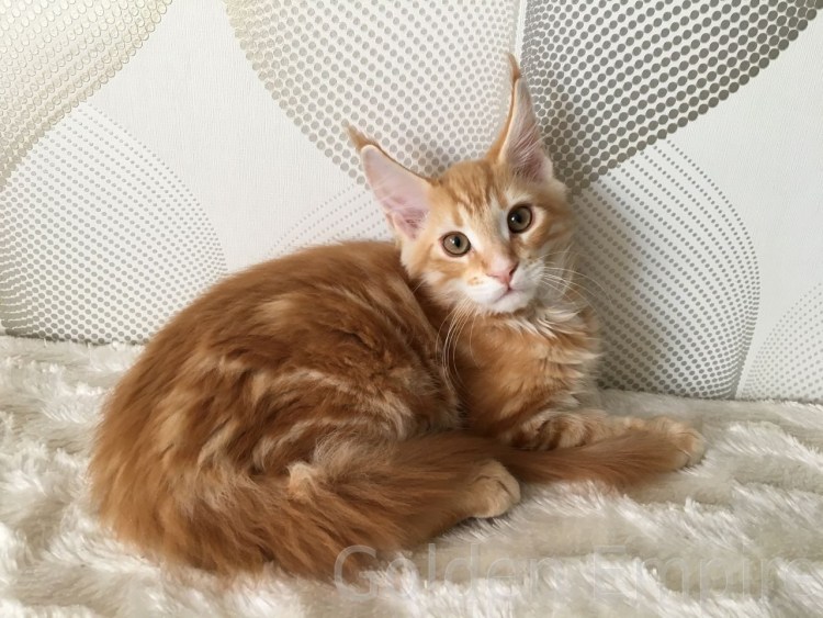 Мейн кун серебристый табби