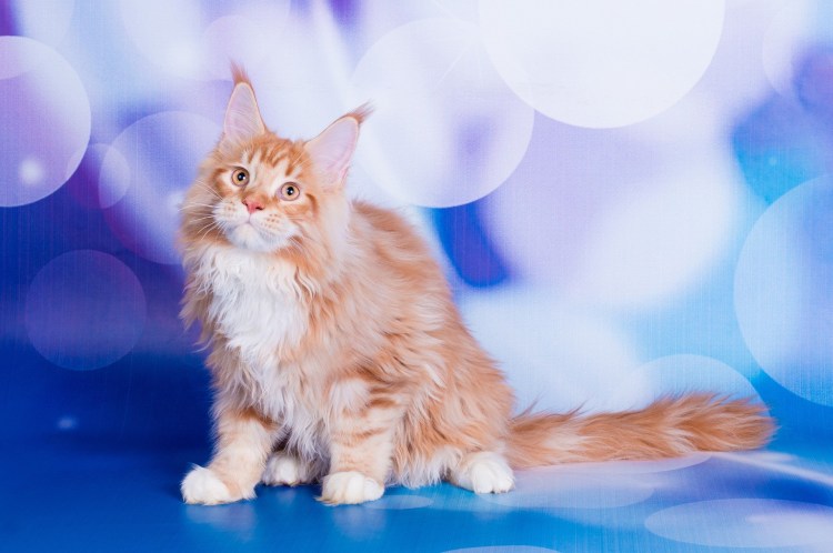 Мейн кун белый Солид