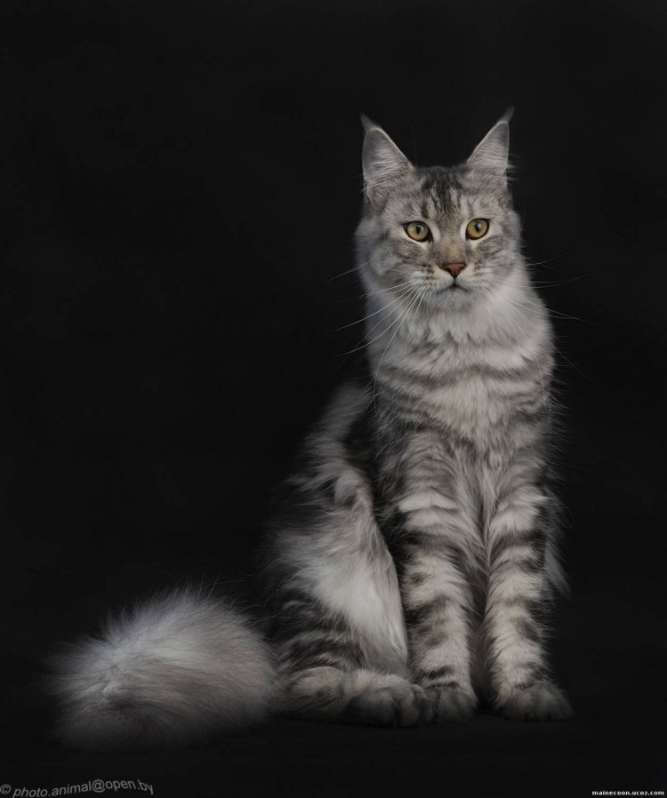 NS 22 окрас Мейн куна