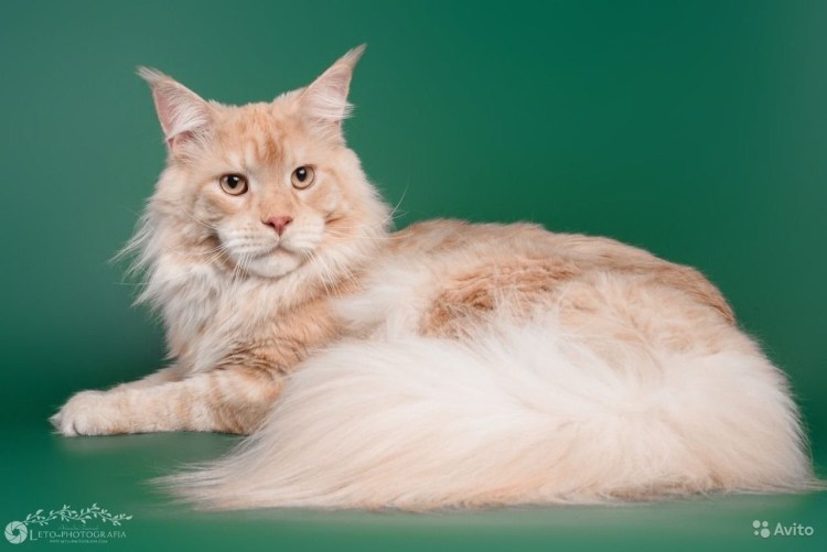 Красно-серебристо мраморный Мейн кун