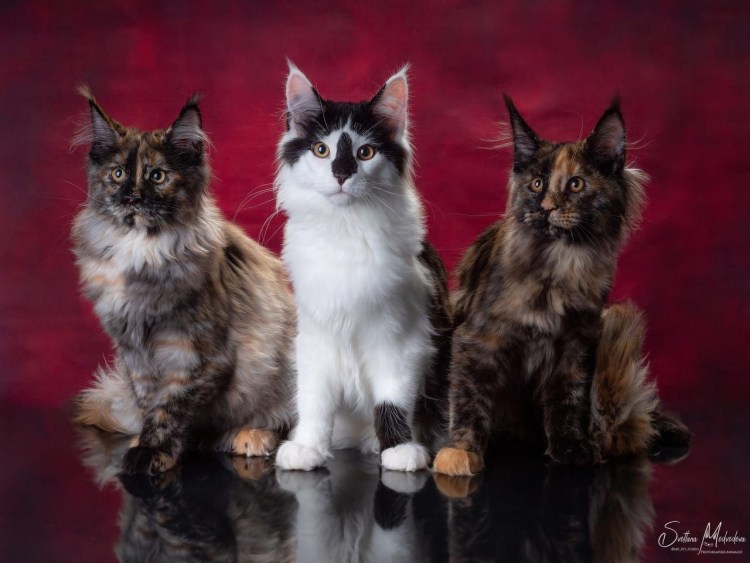 Мейн кун красный мрамор