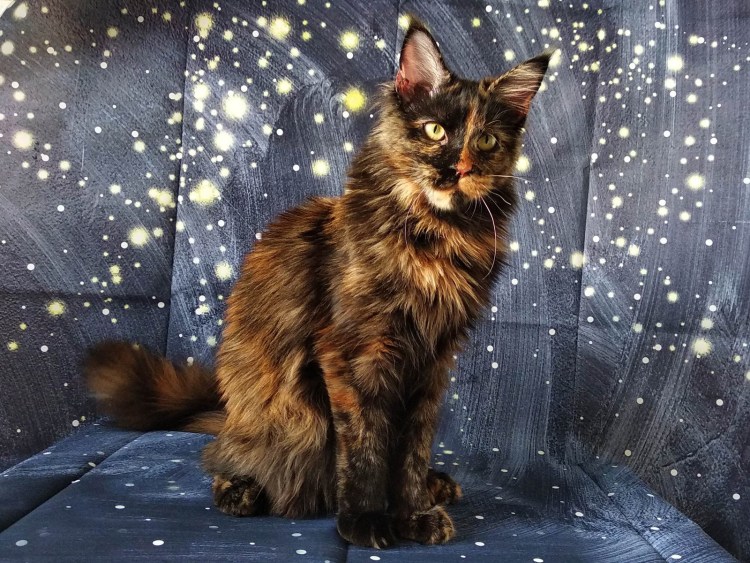 Тунтикун йыв р кун