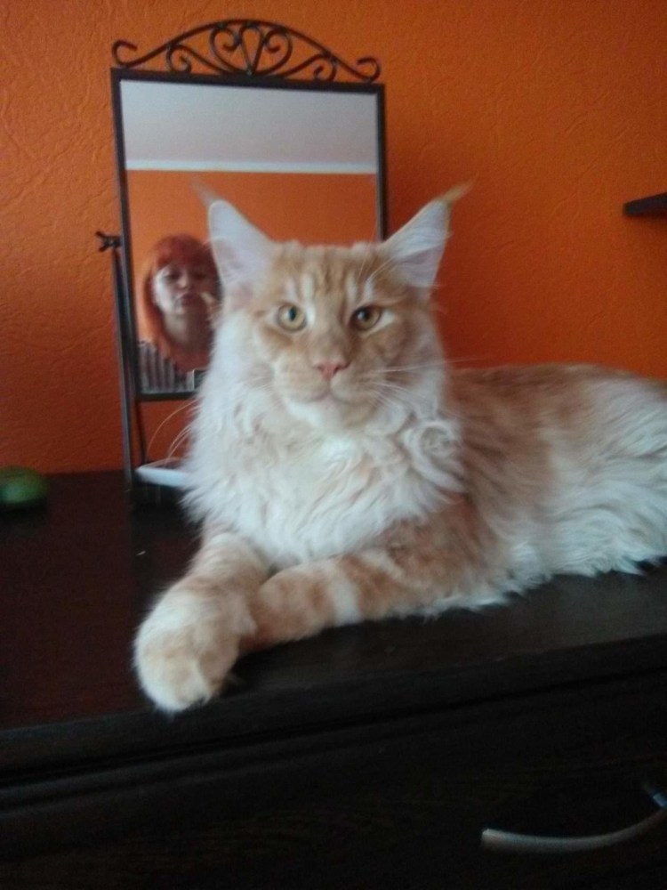 Красно-серебристо мраморный Мейн кун