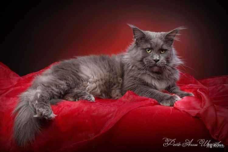 Мейн кун серый