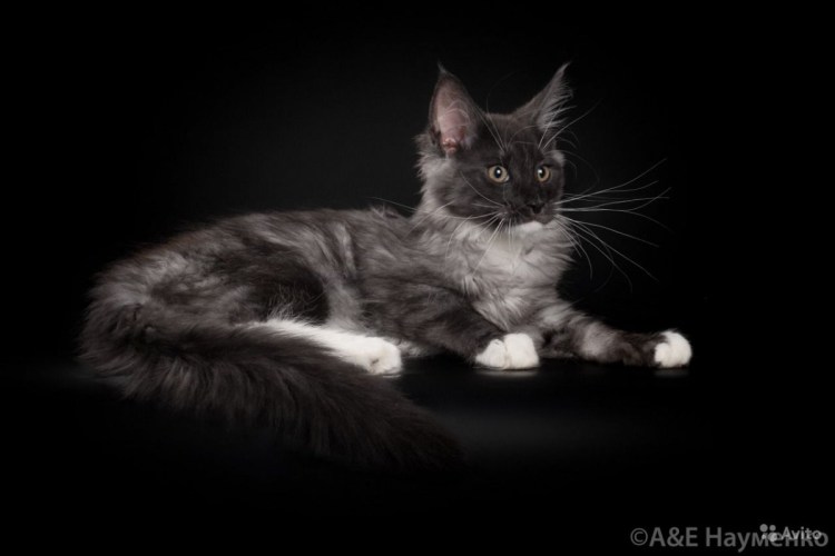 Мейн кун черный табби