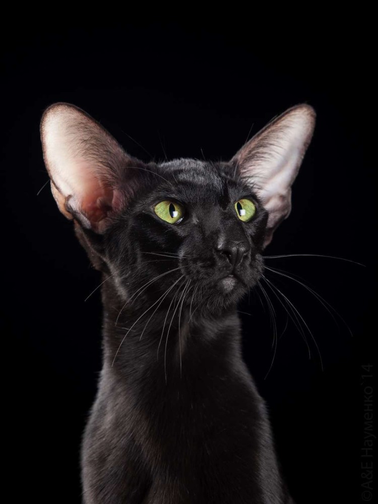 Кошка Ориентал короткошёрстная