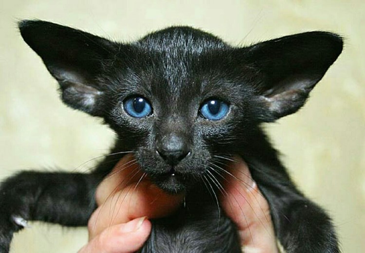 Ориентальная короткошерстная кошка