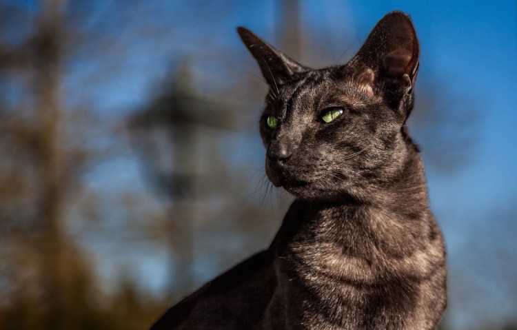 Кот породы Ориентал