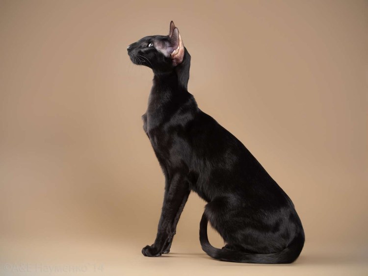 Черный ориентальный кот