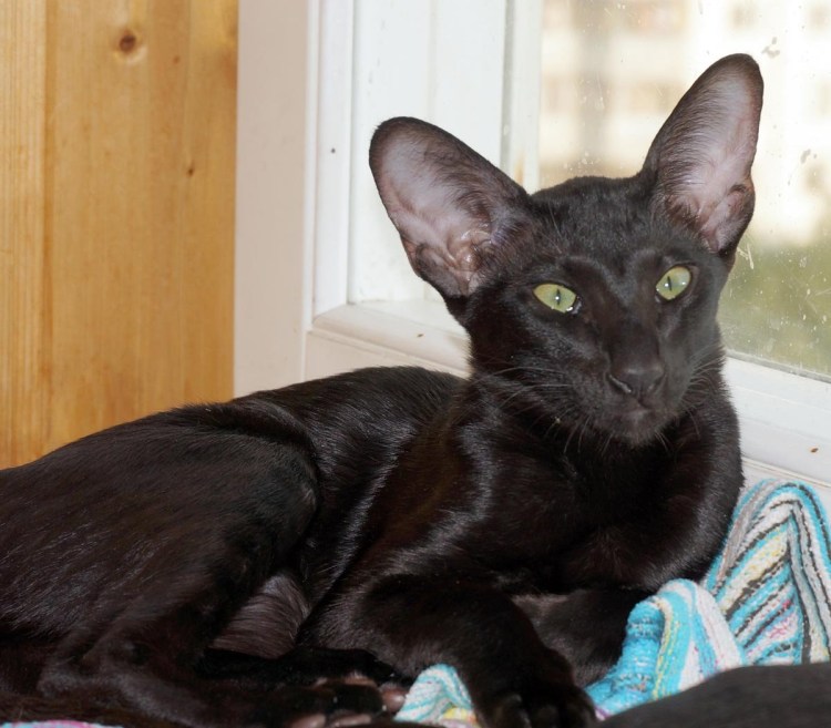 Египетская Ориентальная кошка