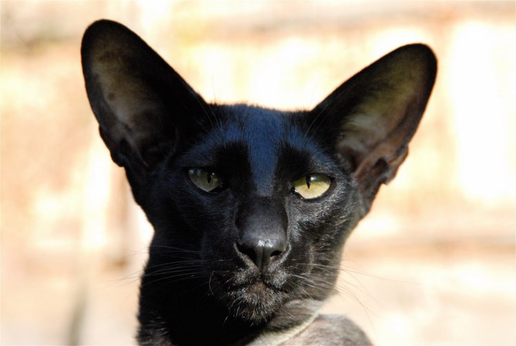 Чёрный кот Ориентал метис