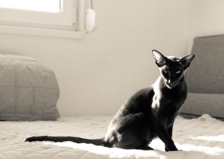 Ориентальная кошка (Ориентал)